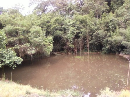 Pau d´alho R$ 450.000,00
